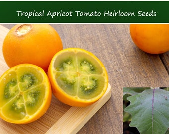 Tropical Seeds- Apricot Tomato -20 Seeds-SEE Listing- Ornamental- Purple Green Leaves -Prehistoric Looking Plant -Solanum quitoense