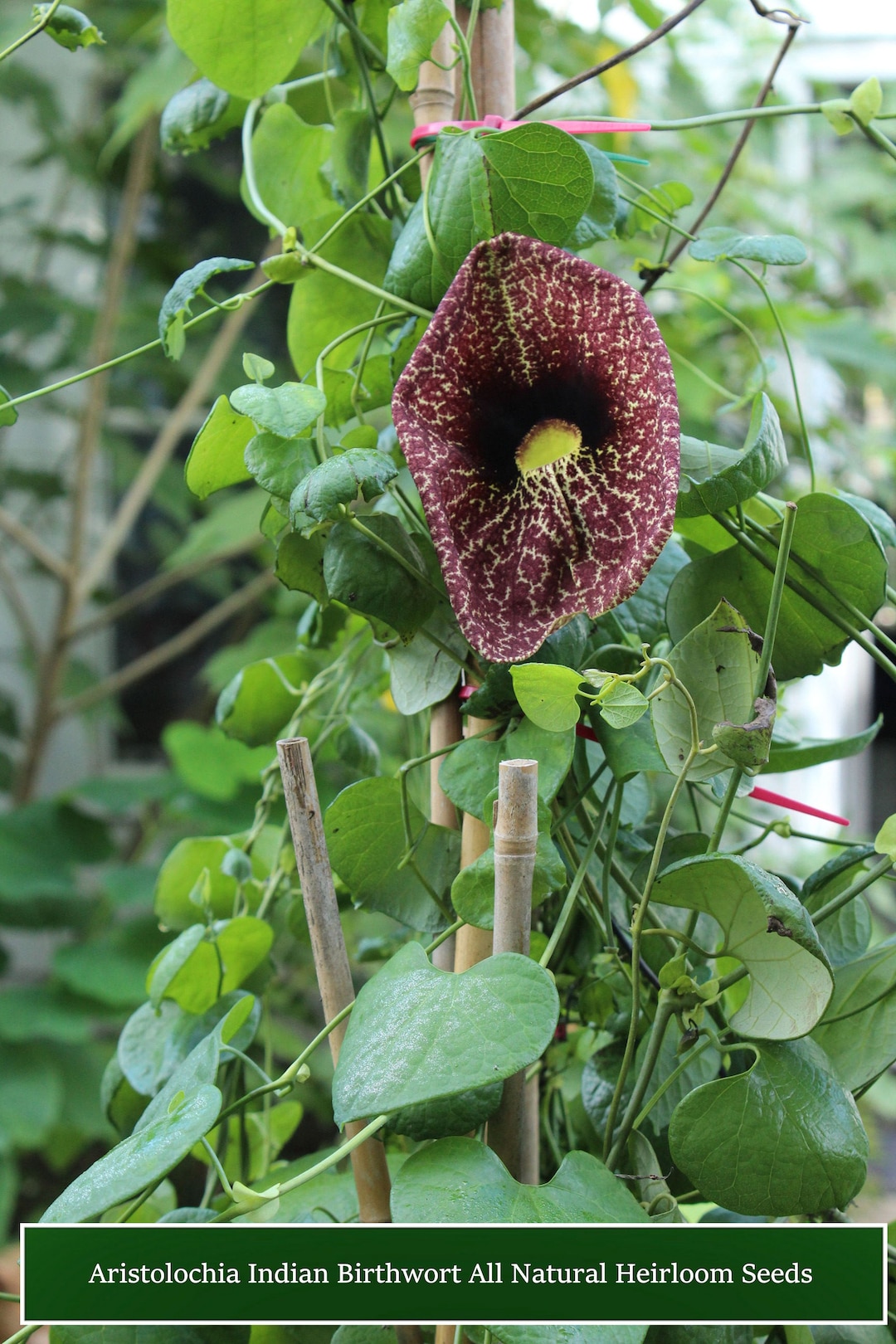10 Heirloom Indian Birthwort Tropical Seeds - -aristolochia Indica Var ...