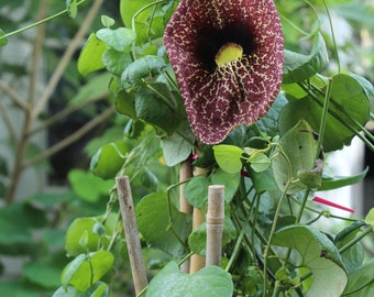 Aristolochia TROPICAL SEEDS-Indian Birthwort 10 Seeds-Container-Trellis-Hanging Baskets-Aristolochia indica var lanceolata-See Listing Below