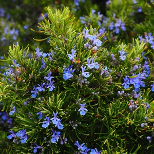 Herb Seeds Rosemary 25 Seeds-Aromatic Herb Indoors or Out image 1