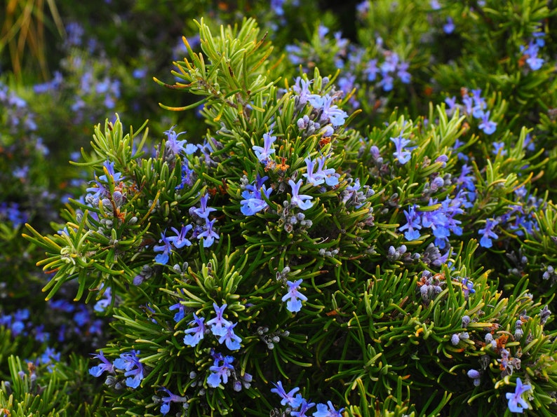 Herb Seeds Rosemary 25 Seeds-Aromatic Herb Indoors or Out image 1