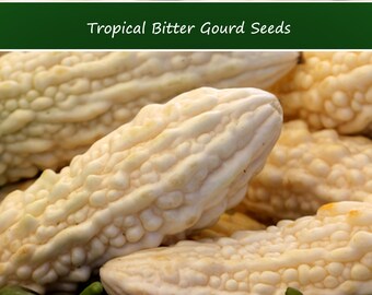 Tropical Seeds - White Bitter Gourd -10 Seeds  -See Listing- Momordica charantia