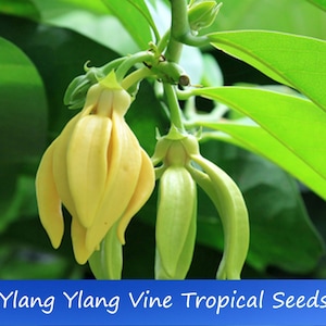 May include: Close-up of ylang ylang vine tropical seeds. The image shows two yellow flowers with green leaves in the background. The text "Ylang Ylang Vine Tropical Seeds" is displayed on a blue banner at the bottom of the image.