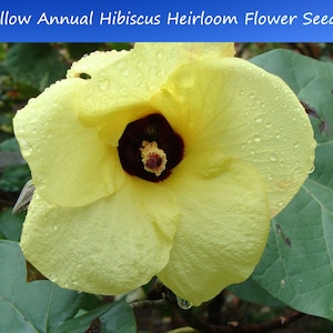 Tropical Seeds -Annual Hibiscus-- 10 Heirloom Seeds- Abelmoschus moschatus-Save Big on 2 or More Packs Mix and Match Sale!
