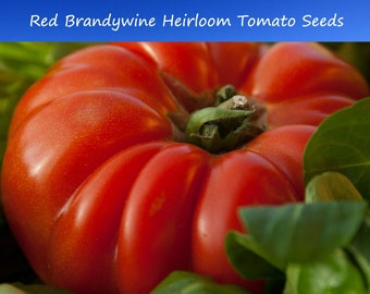 Tomato Seeds-Red Brandywine Tomato- 20 Seeds - Slicing Tomato -Large Delicious Fruit