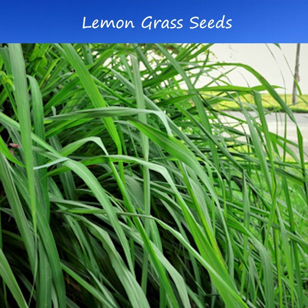 Ornamental Grass Seeds-Cymbopogon flexuosus-250 Seeds-Lemon Grass- Perennial   Clumping Form