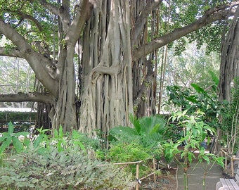 20 Heirloom  Seeds -Banyan Fig Tree -Ornamental Tropical Plant- RARE Standard or Container - Ficus benghalensis