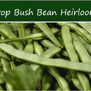 Vegetable Bean Seeds - Greencrop Bush Bean- 200 Seeds-Save Big on More Packs -Mix and Match- Sale!