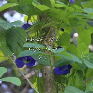 May include: A close-up of a green leafy plant with blue flowers. The plant is growing up a tree trunk. The text "Sample Photo Copy Right JV" is visible on the plant.