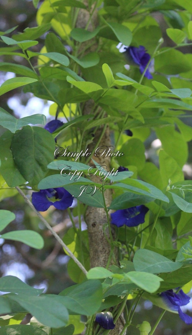 May include: A close-up of a green leafy plant with blue flowers. The plant is growing up a tree trunk. The text "Sample Photo Copy Right JV" is visible on the plant.