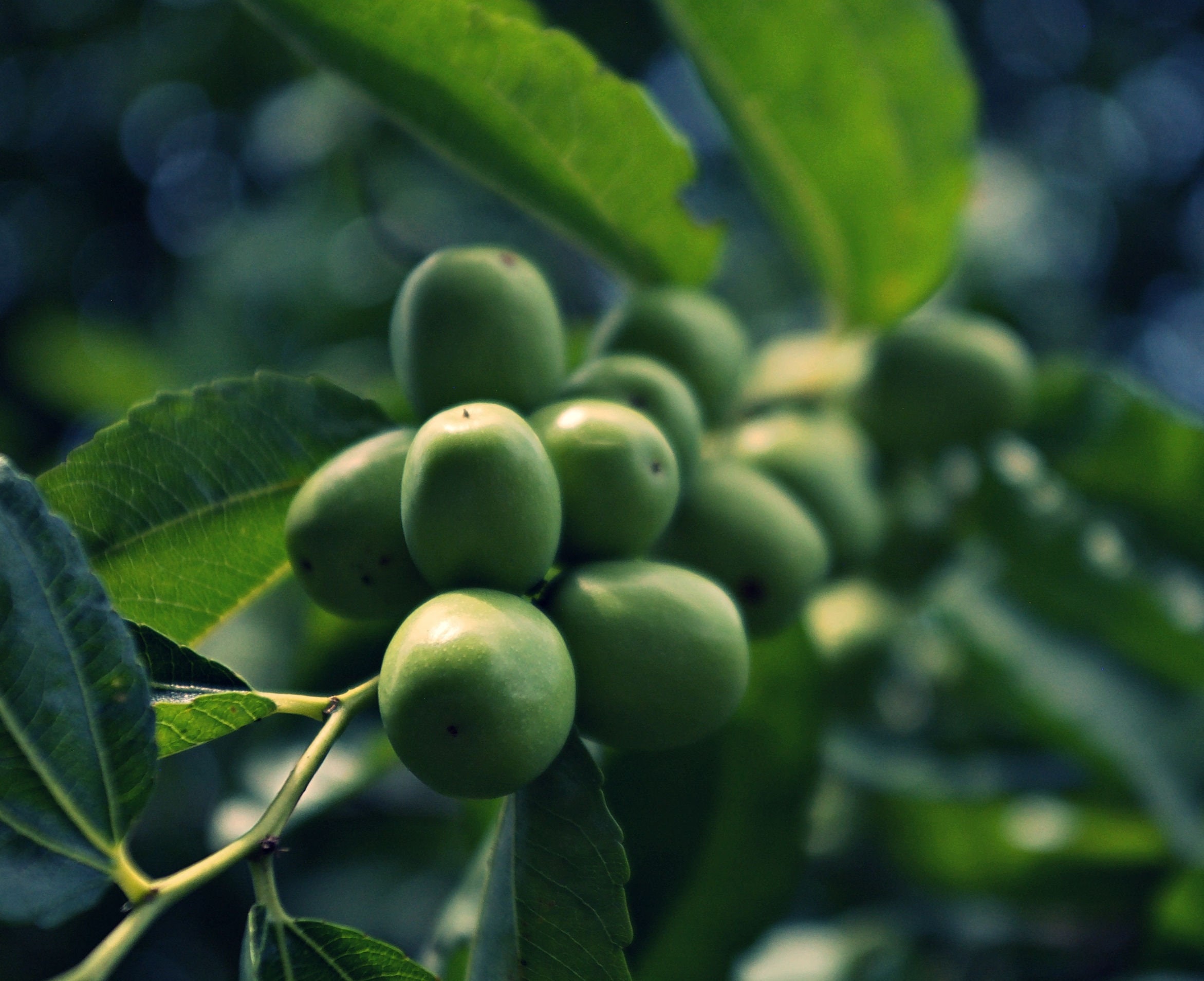 10 Heirloom Ber Tree Tropical Seeds! Jujube -container or Standard ...