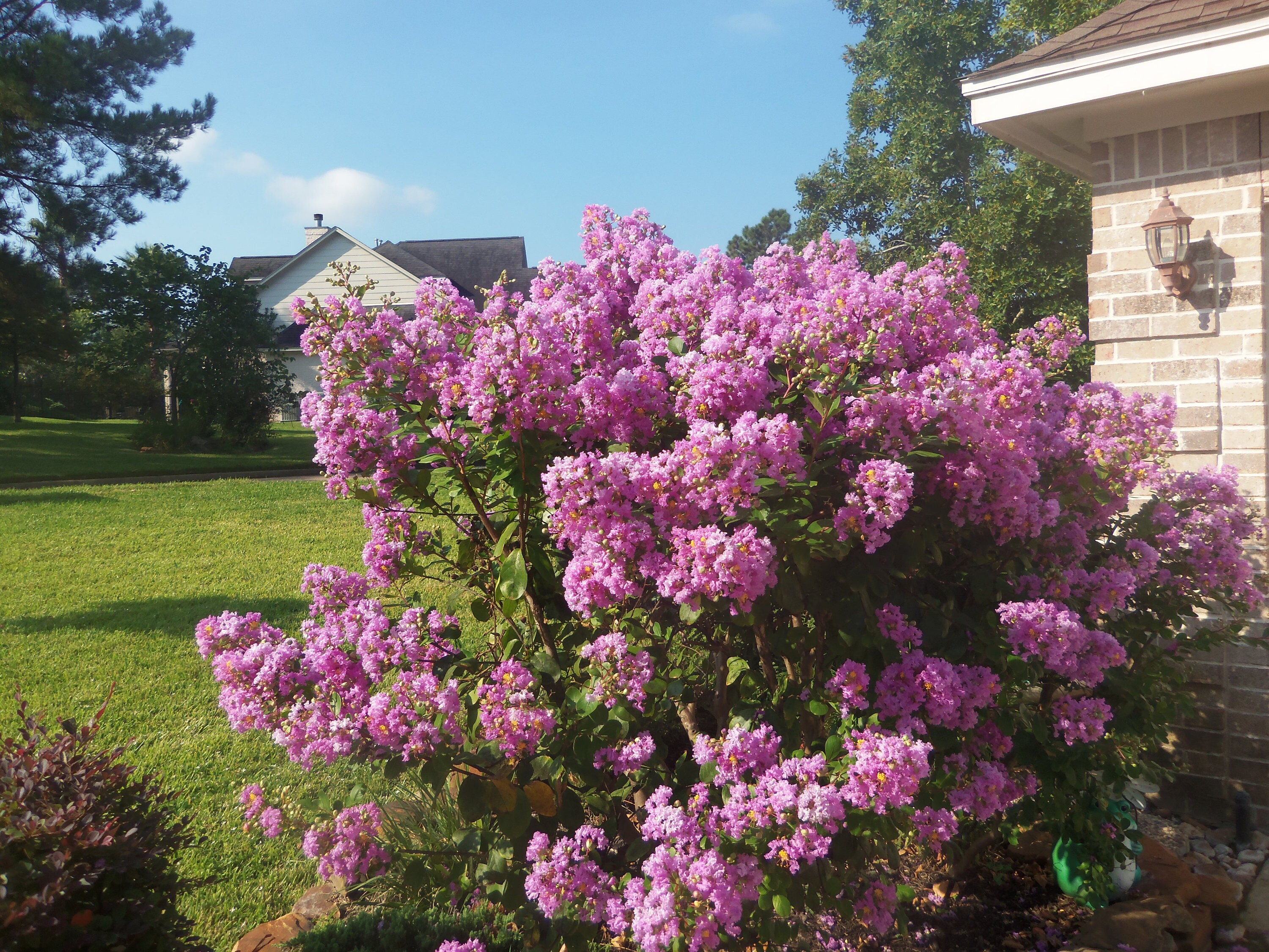 CREPE MYRTLE 4 COLOUR VARIETY SEED PACK LAGERSTROEMIA INDICA GARDEN SEEDS 