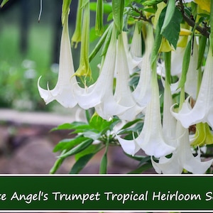 5 Heirloom Tropical Seeds -Snow White Angels Trumpet - - Brugmansia suaveolens-Save Big on More Packs Mix and Match- Sale!