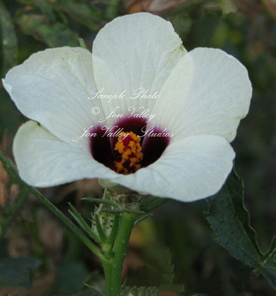 Hibiscus White Kenaf Flower seeds Attracts Butterflies Hummingbirds