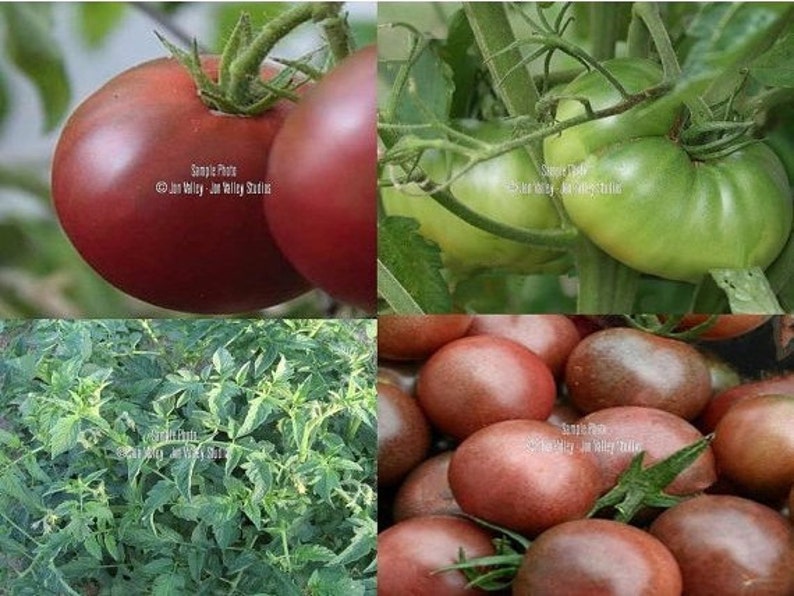20 graines Gourmet tomate-Black Opal