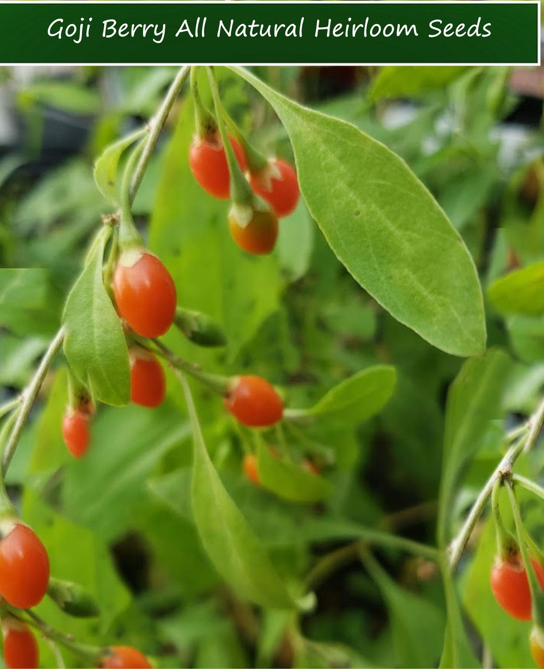 20 Goji Berry Seeds- Lycium Barbarum - Etsy