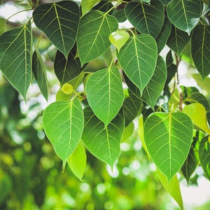 May include: Close-up of green leaves with intricate veins, hanging from a branch. The leaves are heart-shaped and have a glossy finish.