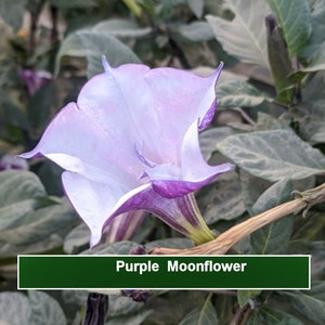 Semillas de flores - Flor de luna púrpura - 10 semillas - Flor tropical ornamental - Flores aromáticas dulces - Favorita de antaño - Datura - Ver listado