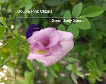 10 All Natural Tropical Flower Seeds -Very Rare Double Pink Butterfly Pea -Clitoria ternatea -Save Big on More Packs -Mix and Match- Sale!