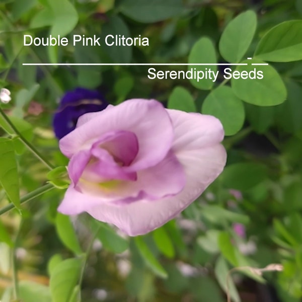 Tropical Flower Seeds -Very Rare Douple Pink Butterfly Pea -10 Seeds --Clitoria ternatea -Perfect for Trellis -Groundcover - See Listing