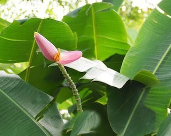 10 Tropical Wild Banana Seeds -Newly Discovered - Musa Argentii-