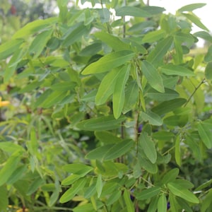 May include: A close-up of a green leafy plant with long, narrow leaves. The plant is in focus, while the background is blurred.