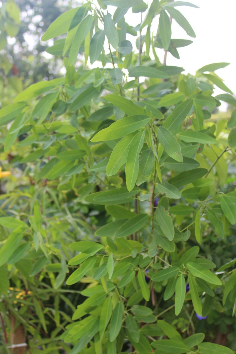 May include: A close-up of a green leafy plant with long, narrow leaves. The plant is in focus, while the background is blurred.