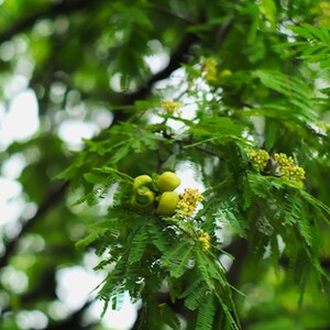May include: Close-up of a green tree branch with small, round, green fruits and yellow flowers.