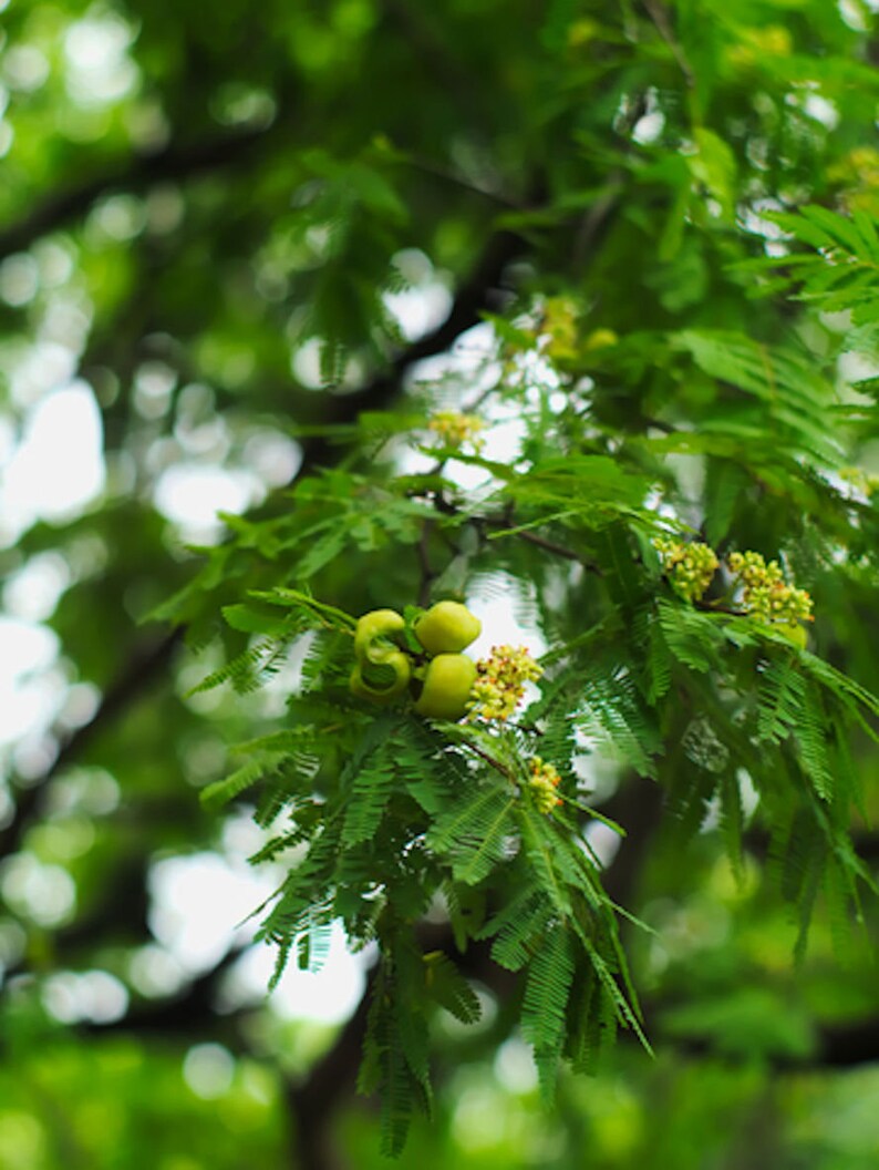 May include: Close-up of a green tree branch with small, round, green fruits and yellow flowers.