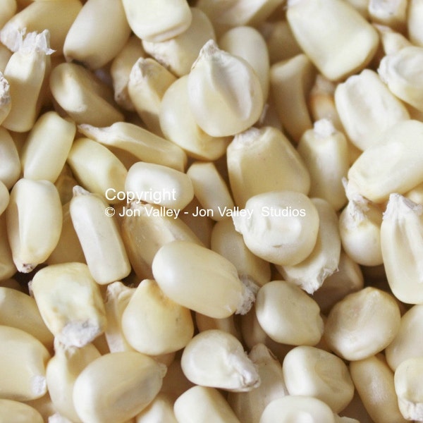 Truckers Favorite White Corn-50 Heirloom Seeds!  -Great for Roasting ears or Dried for flour- Ready in just 77 Days!