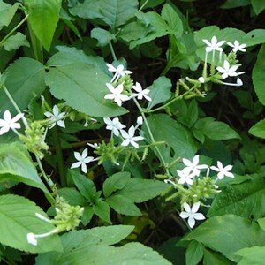 Tropical Seeds Plumbago zeylanica 20 Seeds Flower Seeds image 2