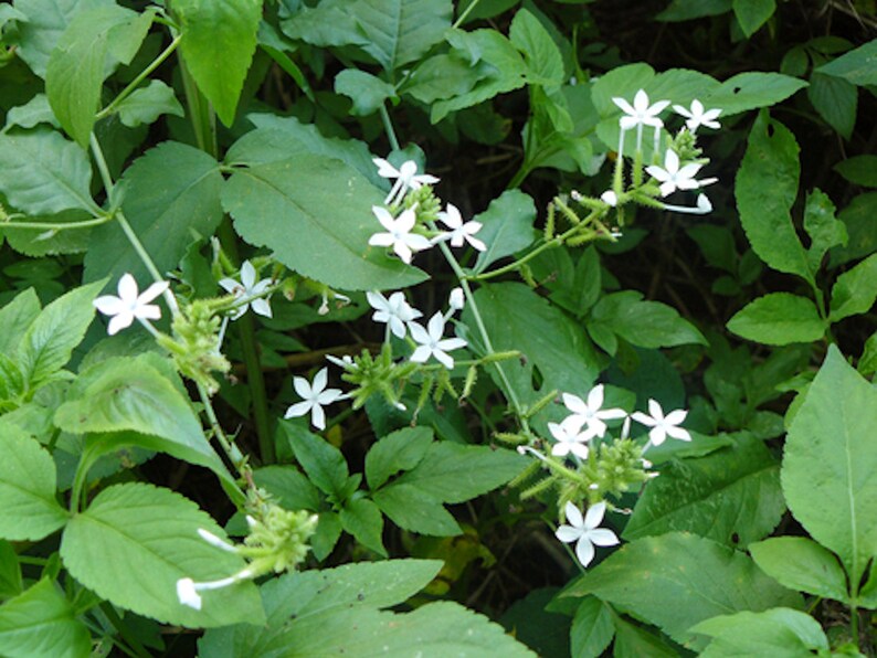 Tropical Seeds Plumbago zeylanica 20 Seeds Flower Seeds image 2