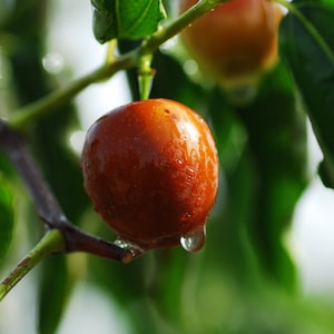 10 Heirloom Tropical Seeds -Ber Tree -Jujube -Container or Standard Ziziphus mauritiana -Save Big on More Packs -Mix and Match! Sale!