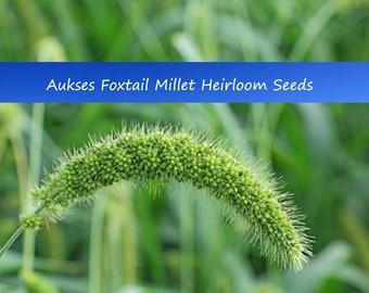 500 Heirloom Foxtail Millet Grain Seeds! -forage Crop- Ground Cover- Bird  Seed - Etsy Israel