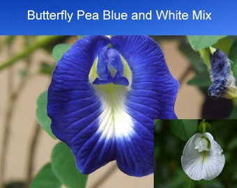 10 Heirloom Tropical Butterfly Pea Flower Seeds -BLUE and WHITE Flower Seed