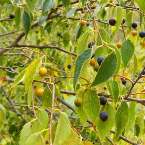 Tropical Seeds-Hackberry 10 Seeds Celtis Occidentalis image 2