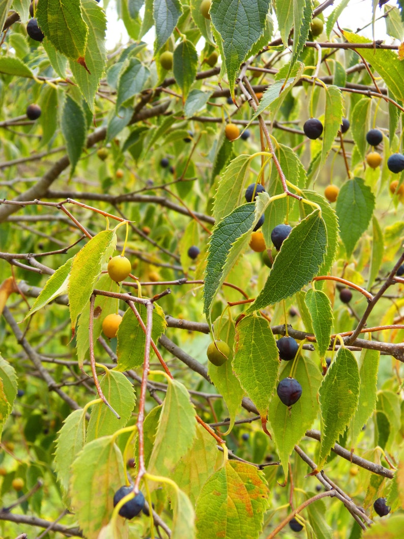 Tropical Seeds-Hackberry 10 Seeds Celtis Occidentalis image 2