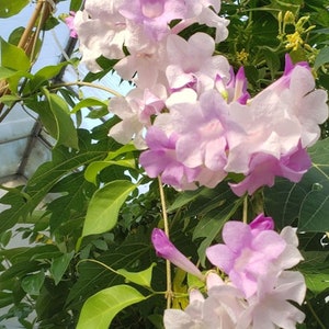 Tropical Seeds-False Garlic Vine- 5 Seeds -See Listing- Mansoa Alliacea