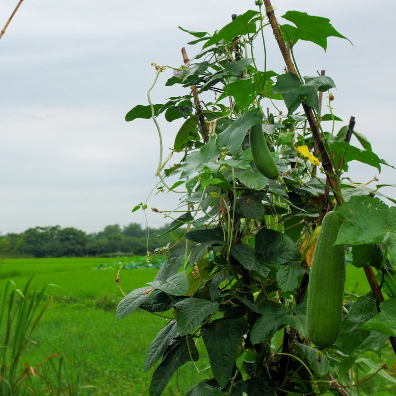 May include: A close-up of a vegetable garden with green plants and long, green vegetables growing on a wooden trellis. The background features a vibrant green field and a cloudy sky.