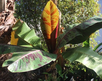 Red Tiger Banana - 10 Heirloom Seeds -Tropical -Perfect for Containers Musa sikkimensis