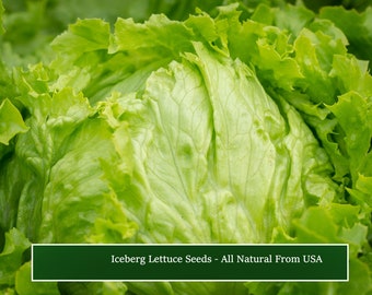 Iceberg Lettuce SEEDS 250 Seeds - Heirloom -Crisp Leaves -Compact medium Heads