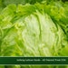 see more listings in the Garden Vegetable Seeds section