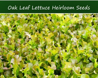 Lettuce Seeds-Oak Leaf Lettuce -250 Heirloom SEEDS   -Garden Vegetable