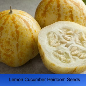 20 All Natural Heirloom Vegetable Seeds- Lemon Cucumber -  1890 Heirloom-Save Big on More Packs Mix and Match-Sale!