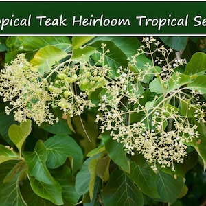 Tropical Seeds-Rare Teak Tree - 5 Seeds--Tropical container plant or Bonai project- Save Big on More Packs -Mix and Match- Sale!