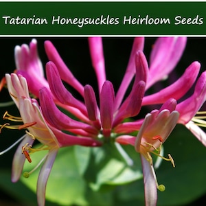 10 Heirloom Tatarian Honeysuckle Seeds-- Lonicera tatarica