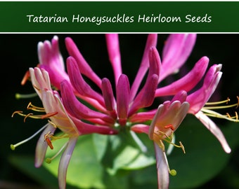 10 semillas de madreselva tradicional de Tatarian: Lonicera tatarica