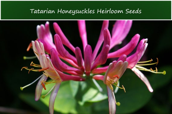 10 Heirloom Tatarian Honeysuckle Seeds-- Lonicera Tatarica - Etsy