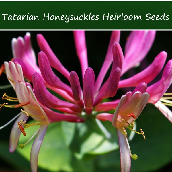 Heirloom seeds- Tatarian Honeysuckle Shrub- 10 Seeds-  See Listing - Lonicera tatarica