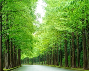 10 SEMILLAS de árboles: Secoya de California, Sequoia sempervirens, Secoya costera. Ahorre en grande con más paquetes. Mezcle y combine. ¡Oferta!